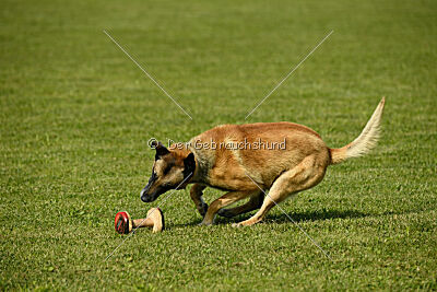 Serro de lorigine de faucon rouge